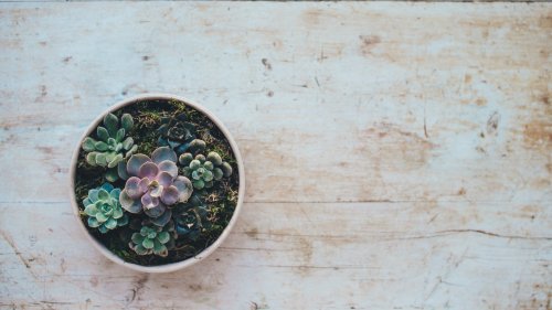 Cactus Succulent Wallpaper