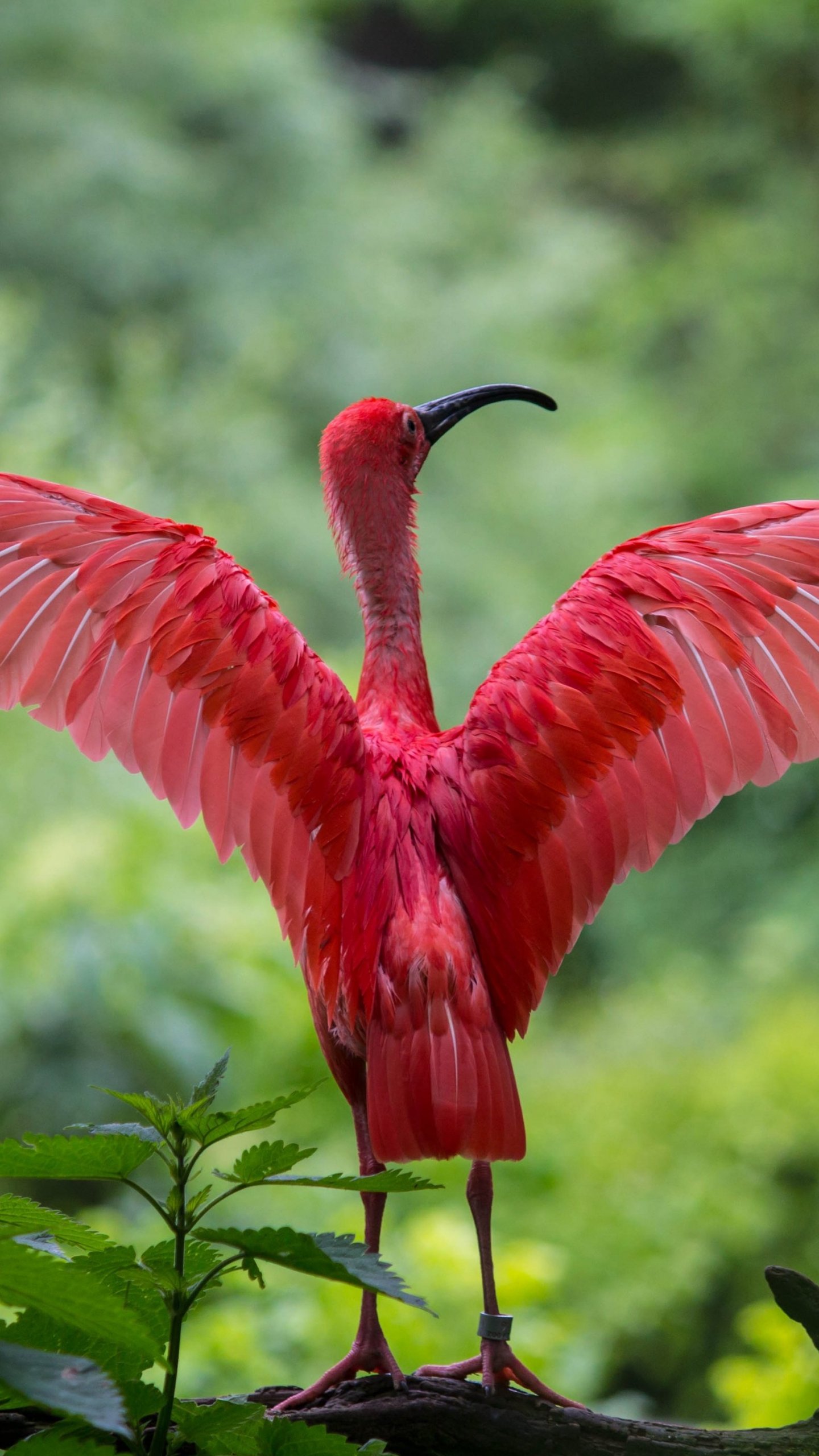 Scarlet Ibis Spreading Its Wings Wallpaper - iPhone, Android & Desktop  Backgrounds