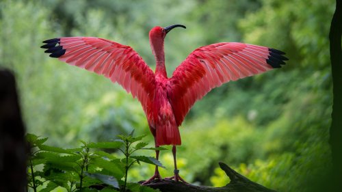 Scarlet Ibis Spreading Its Wings