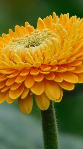 Orange Gerbera Flower Mobile Wallpaper