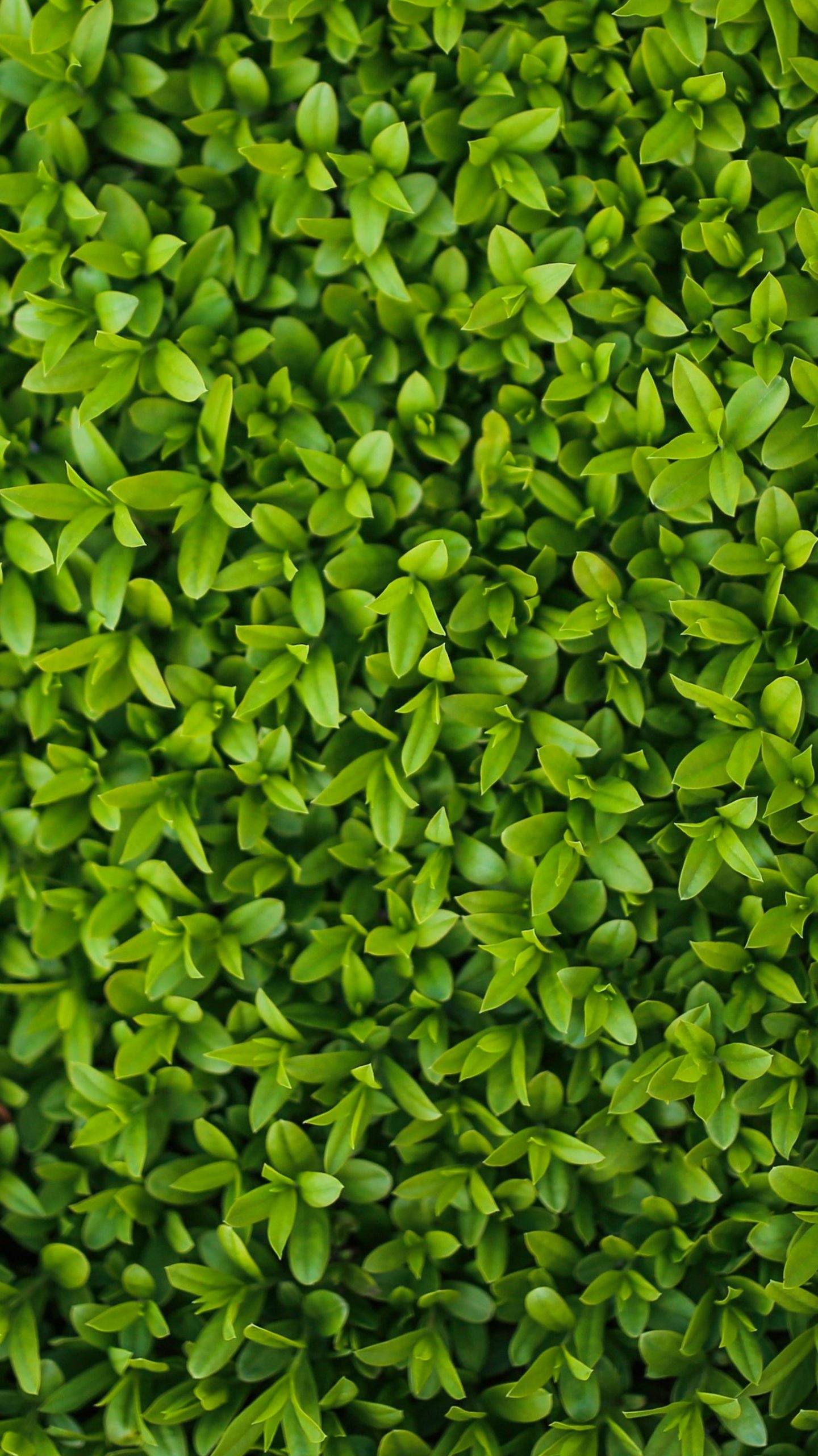 Green Leaf Wallpaper HD 70 images