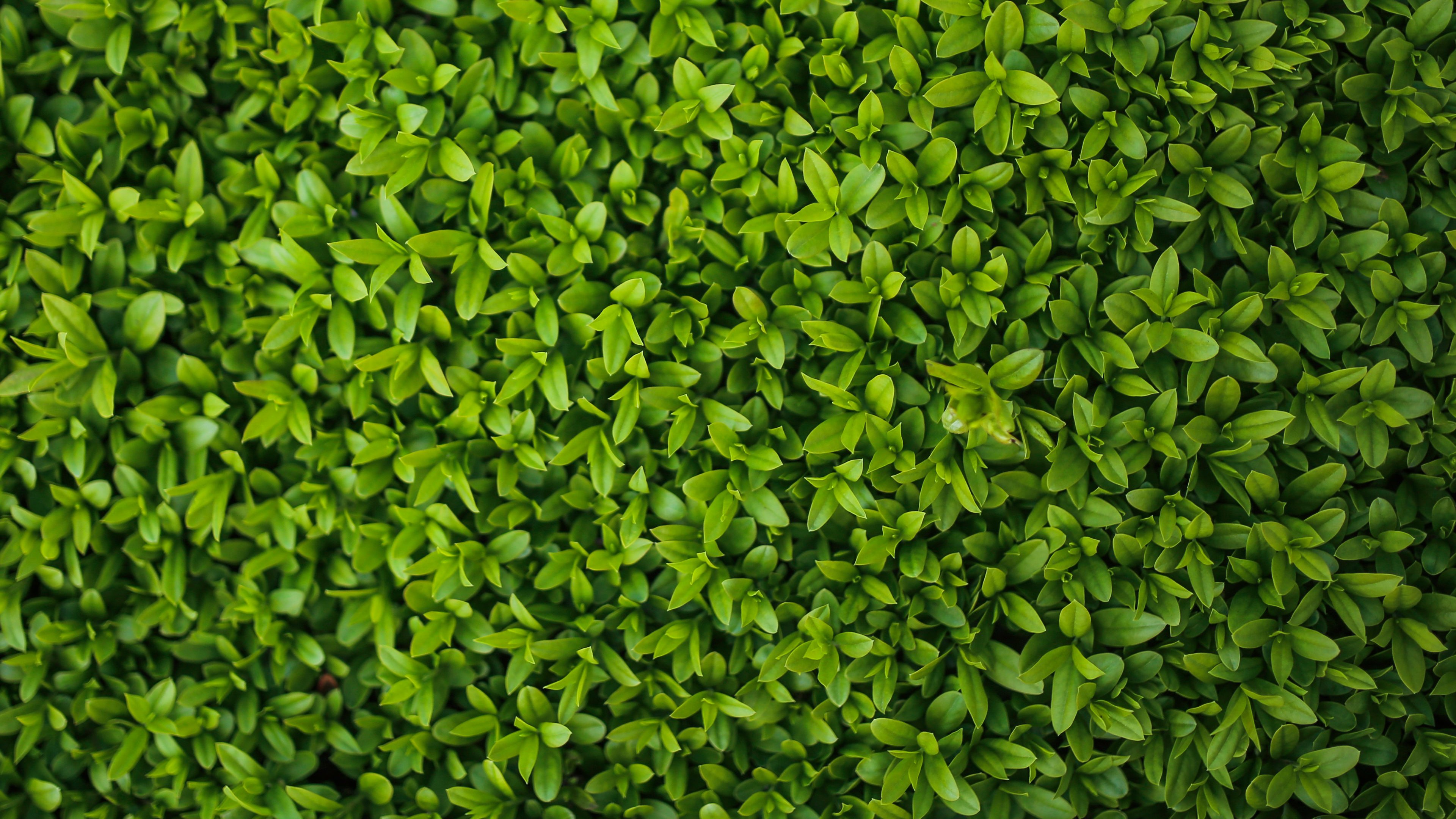Tiny Leaves Texture Wallpaper Mobile Desktop Background