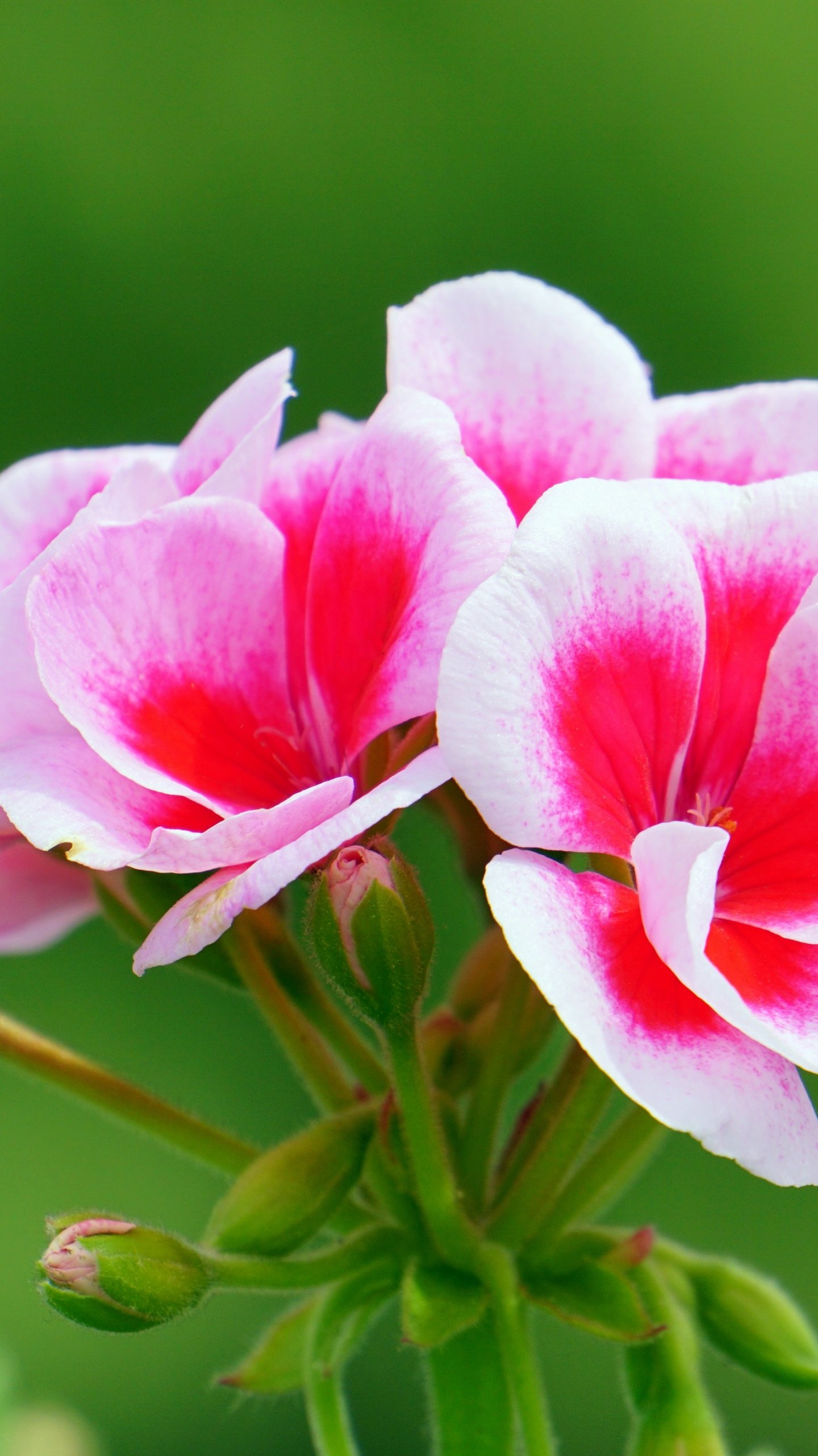Pink Flowers Wallpaper - iPhone, Android & Desktop Backgrounds
