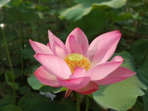 Lotus Flower  Wallpaper