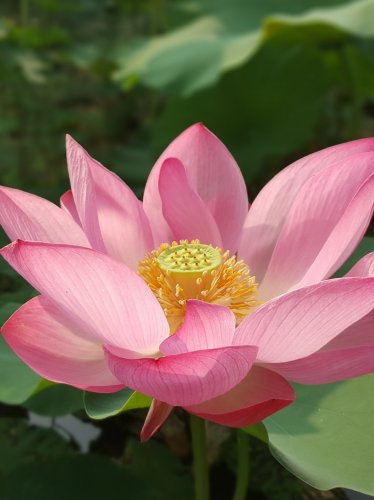 Lotus Flower iPad Wallpaper