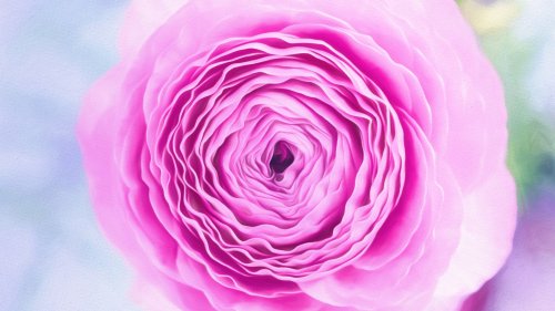 Pink Blossoming Flower HD Desktop Wallpaper