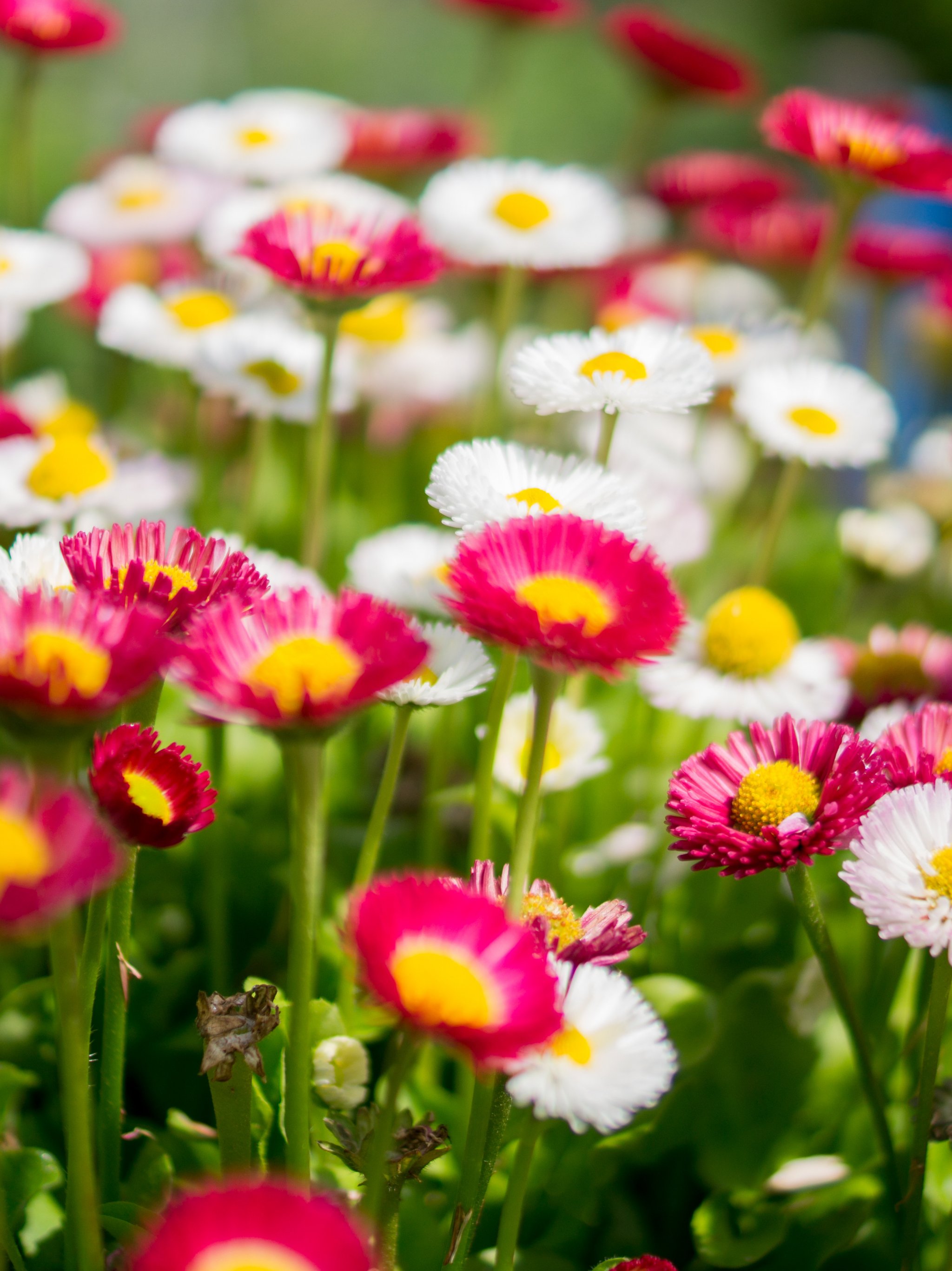 340+ Wildflower wallpapers HD | Download Free backgrounds