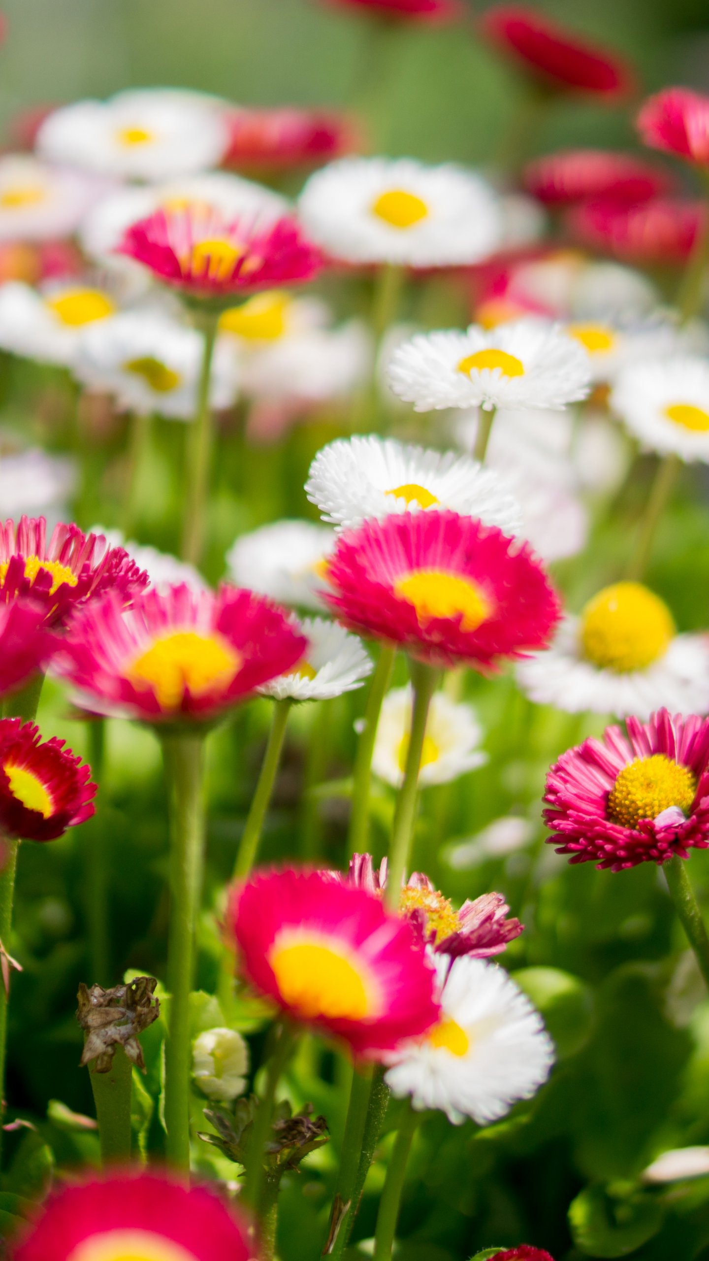 Wildflowers Wallpaper - iPhone, Android & Desktop Backgrounds