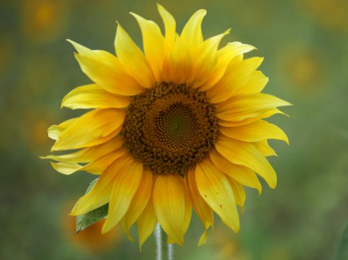 Sunflower  Wallpaper