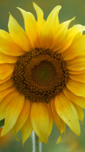 Sunflower Tablet Wallpaper