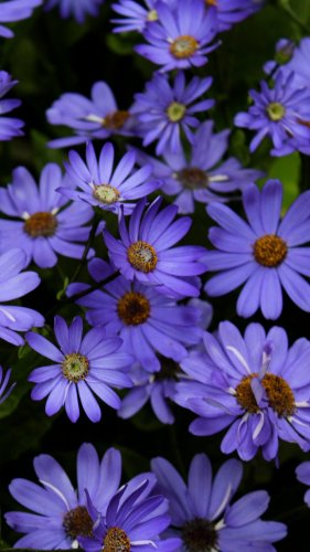 Purple Daisies Mobile Wallpaper