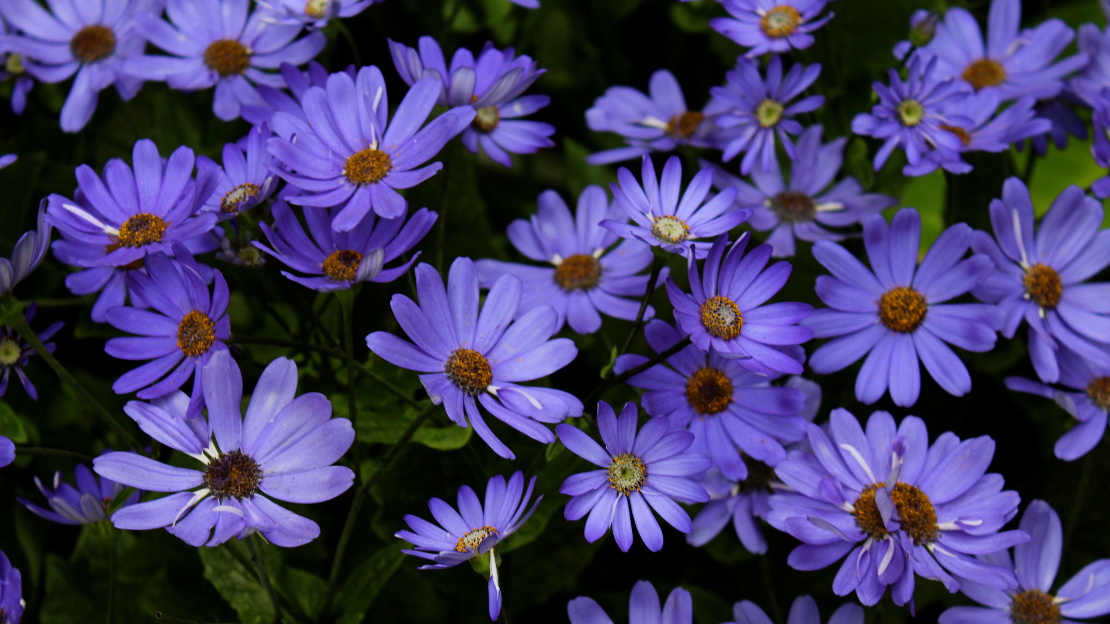 Purple Daisies Wallpaper iPhone, Android & Desktop Backgrounds