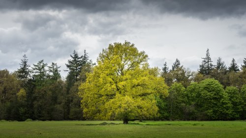 Solitary Tree Wallpaper