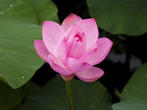 Pink Lotus Flower  Wallpaper