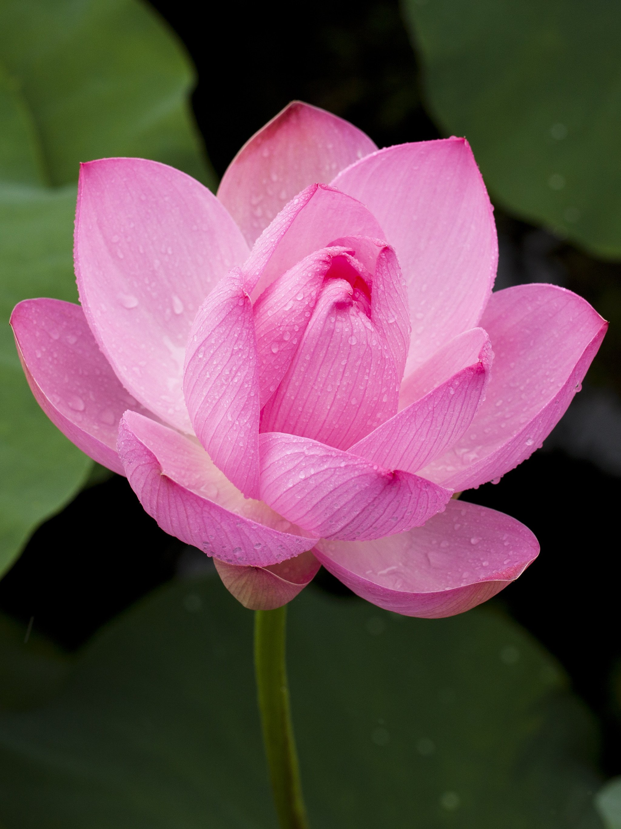 Pink Lotus Flower Wallpaper iPhone, Android & Desktop