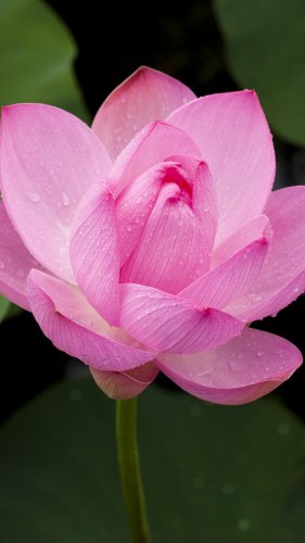 Pink Lotus Flower Tablet Wallpaper