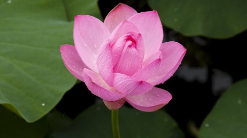 Pink Lotus Flower HD Desktop Wallpaper