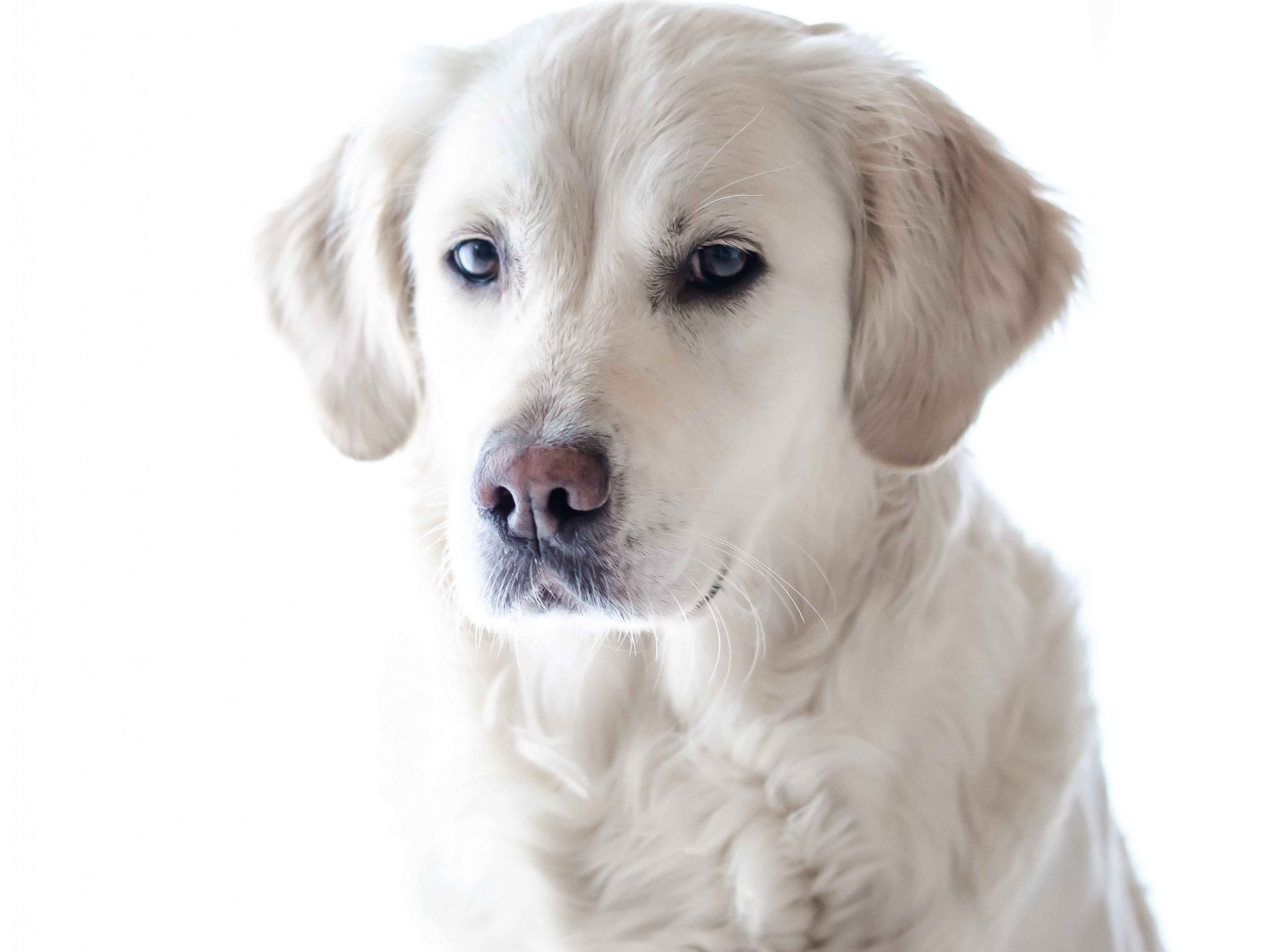 1000 Free Golden Retriever  Dog Images  Pixabay