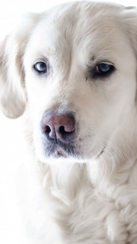 Golden Retriever Tablet Wallpaper