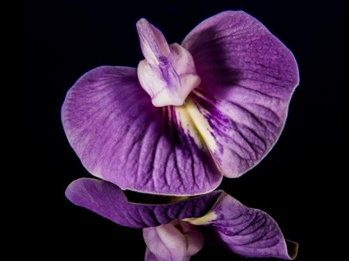 Purple Orchid Close-up  Wallpaper