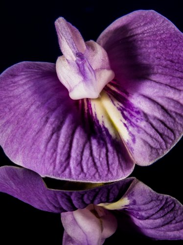 Purple Orchid Close-up iPad Wallpaper