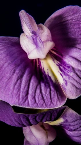 Purple Orchid Close-up Mobile Wallpaper