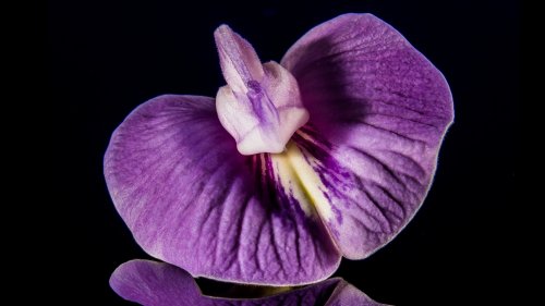 Purple Orchid Close-up HD Desktop Wallpaper