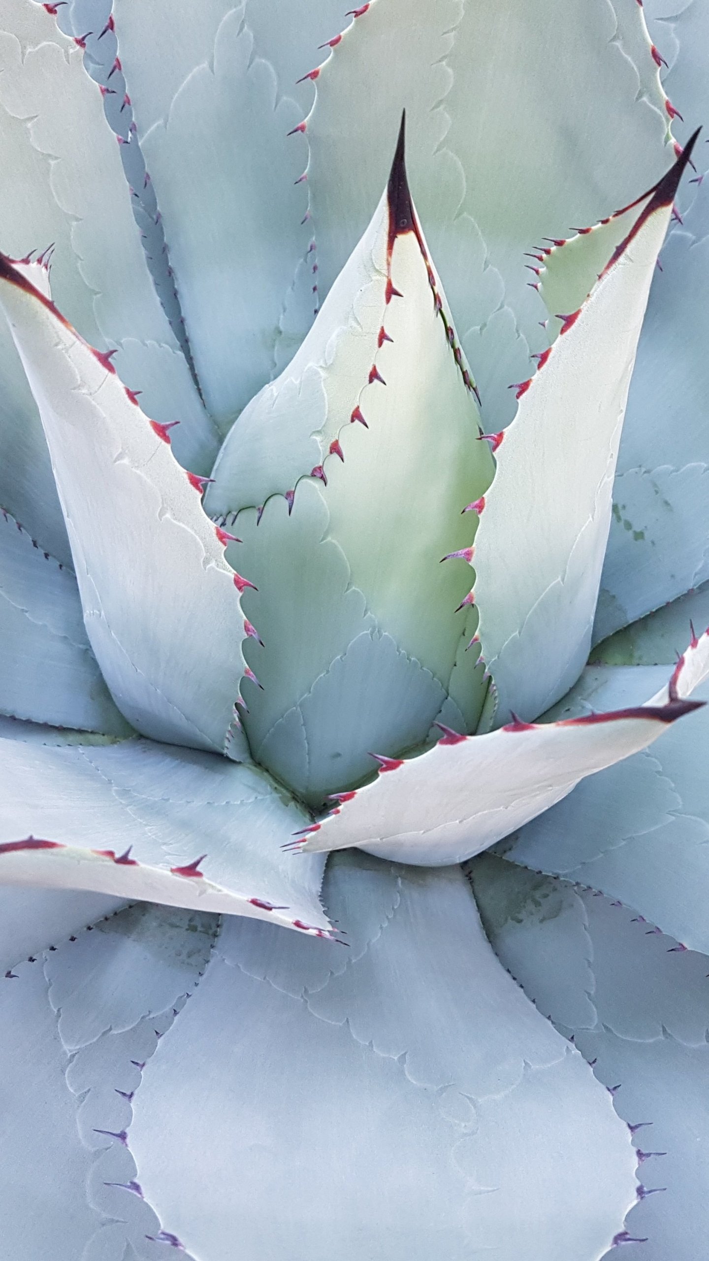 Cacti cactus plant plants HD phone wallpaper  Peakpx