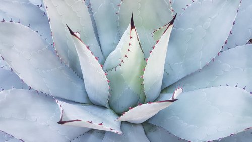 Cactus HD Desktop Wallpaper