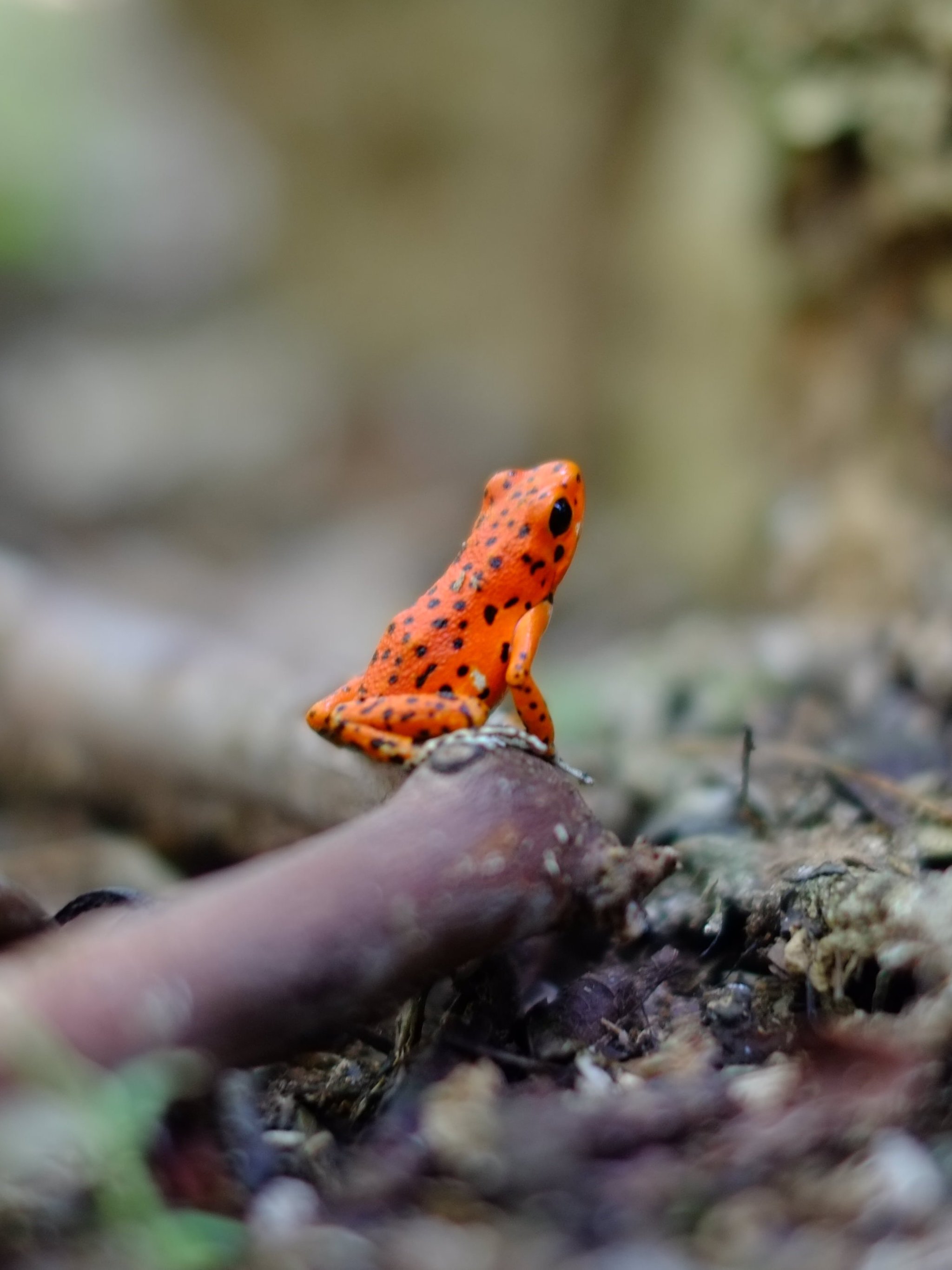 980 Poison Arrow Frog Stock Photos HighRes Pictures and Images  Getty  Images