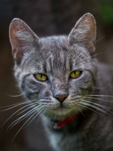 Gray Tabby Cat