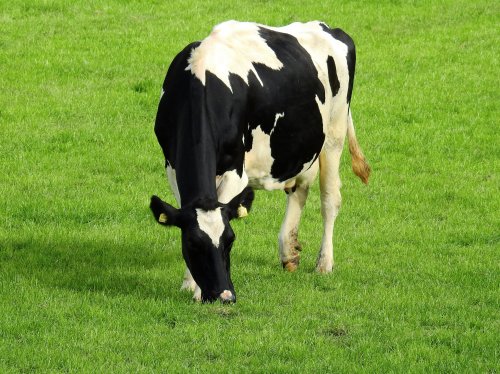 Holstein Cow  Wallpaper