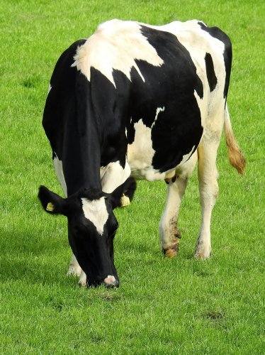 Holstein Cow iPad Wallpaper