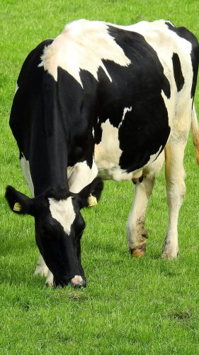 Holstein Cow Tablet Wallpaper