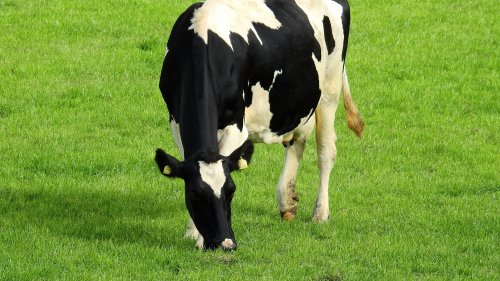 Holstein Cow HD Desktop Wallpaper