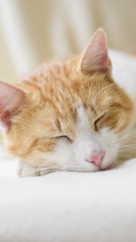 Sleeping Cat Tablet Wallpaper