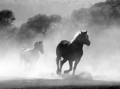 Horses in the Mist  Wallpaper