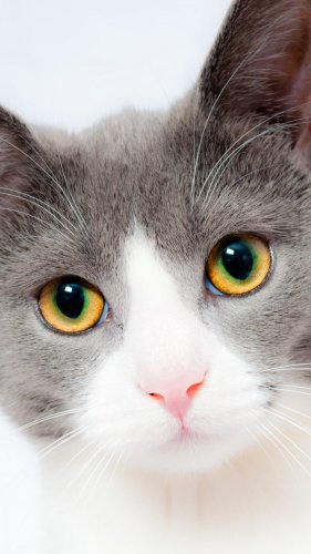 Grey and White Cat Tablet Wallpaper