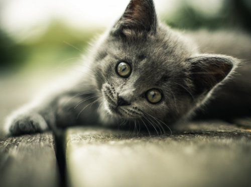 Gray Kitten