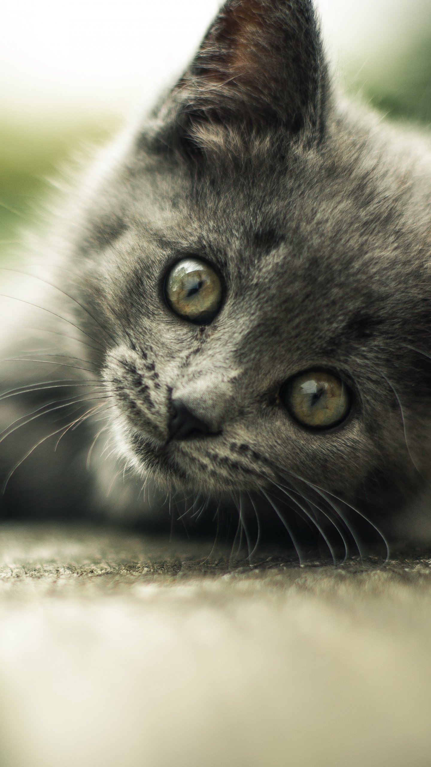 Gray Kitten Wallpaper - iPhone, Android & Desktop Backgrounds