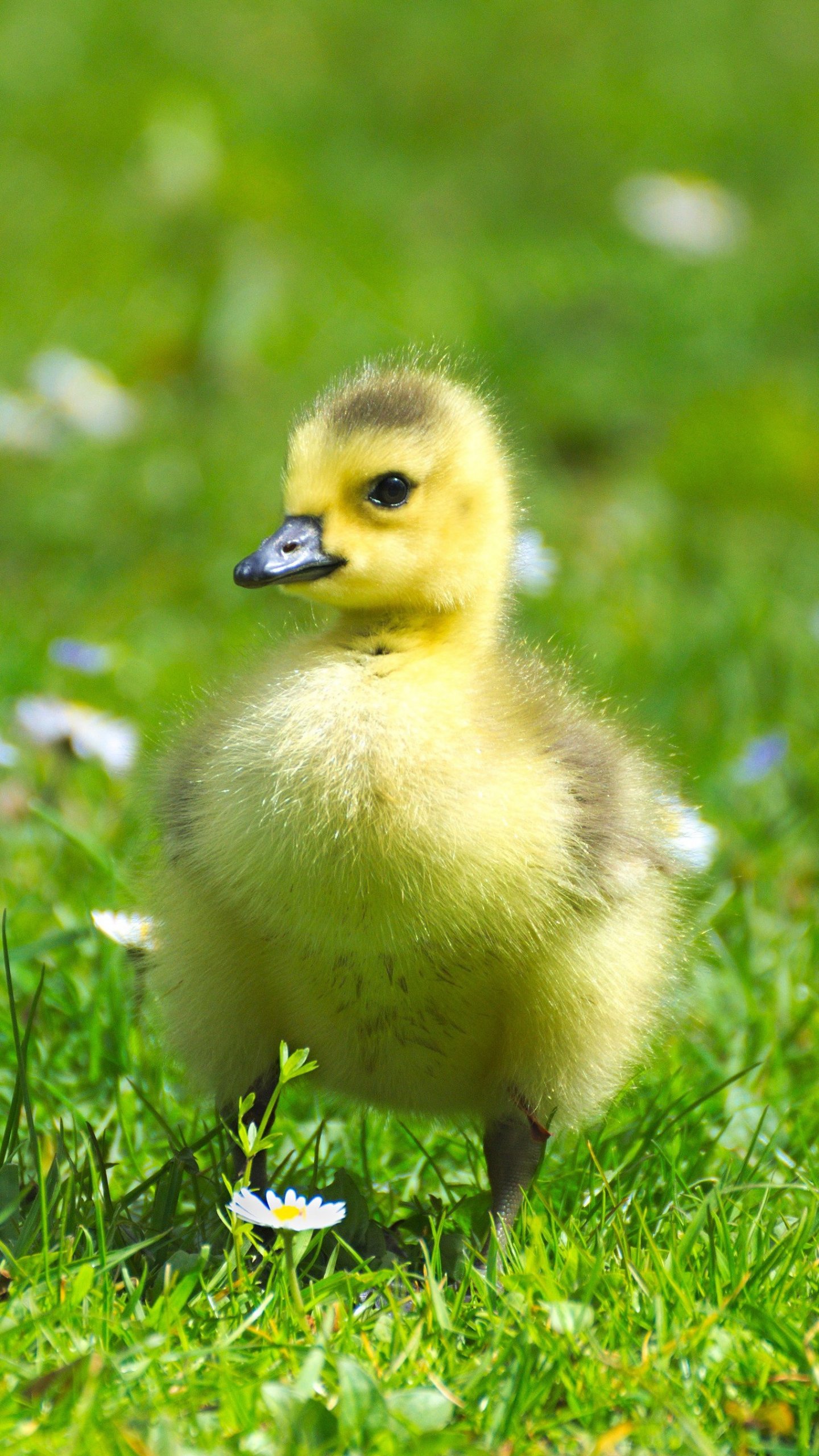 Fluffy Baby Goose Wallpaper - iPhone, Android & Desktop Backgrounds