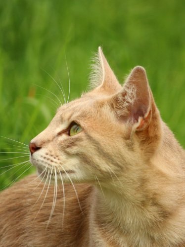 Orange Cat in Grass