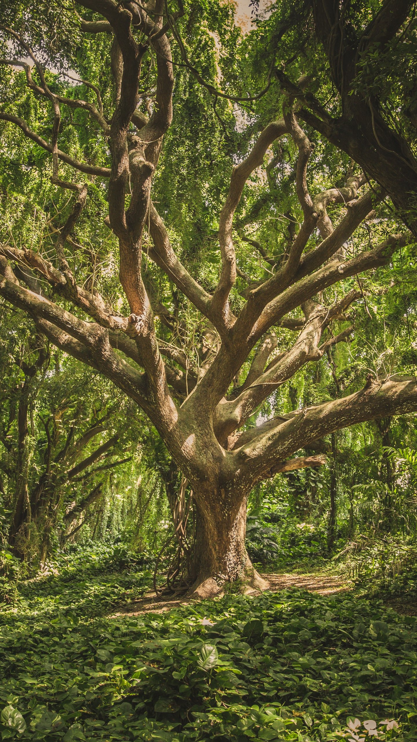 Jungle Tree - Hawaii Wallpaper - iPhone, Android & Desktop Backgrounds
