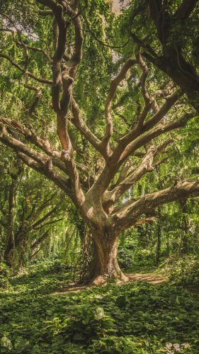 Jungle Tree - Hawaii Mobile Wallpaper