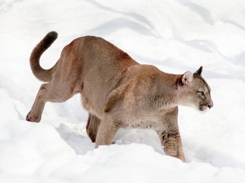 Cougar in Snow  Wallpaper