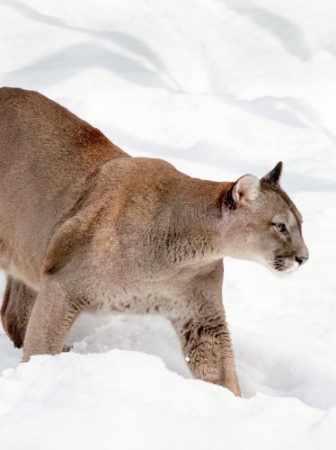 Cougar in Snow iPad Wallpaper