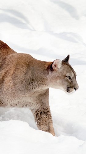 Cougar in Snow Tablet Wallpaper