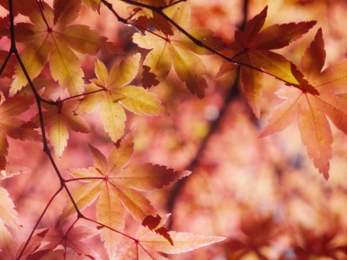 Autumn Maple Leaves  Wallpaper