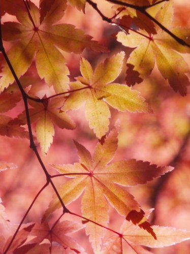 Autumn Maple Leaves iPad Wallpaper