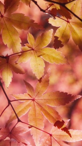 Autumn Maple Leaves Mobile Wallpaper